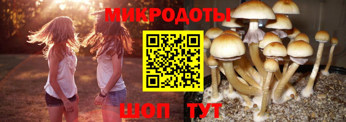 Галлюциногенные грибы Cubensis  Вход с VPN  Ейск 